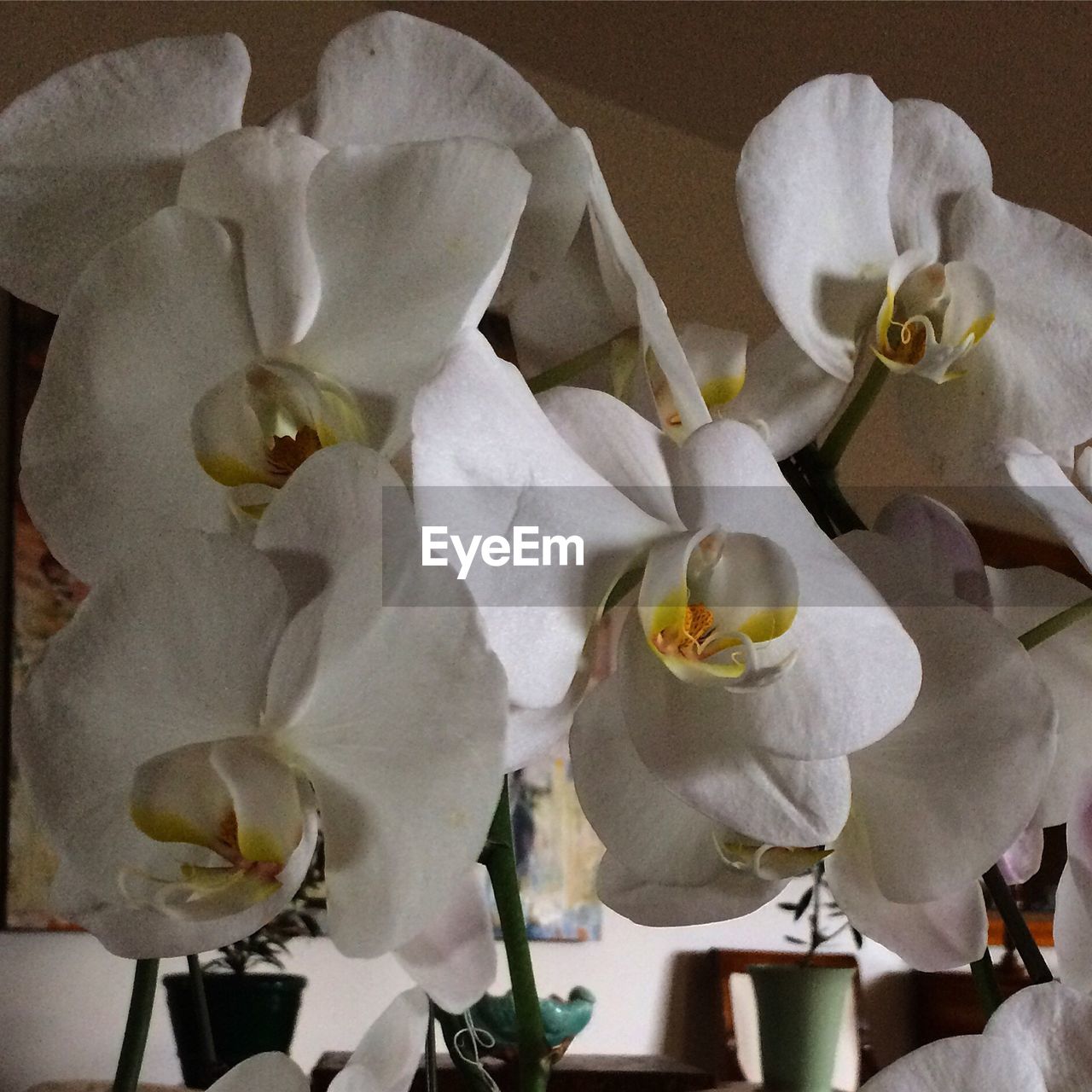 CLOSE-UP OF WHITE FLOWERS