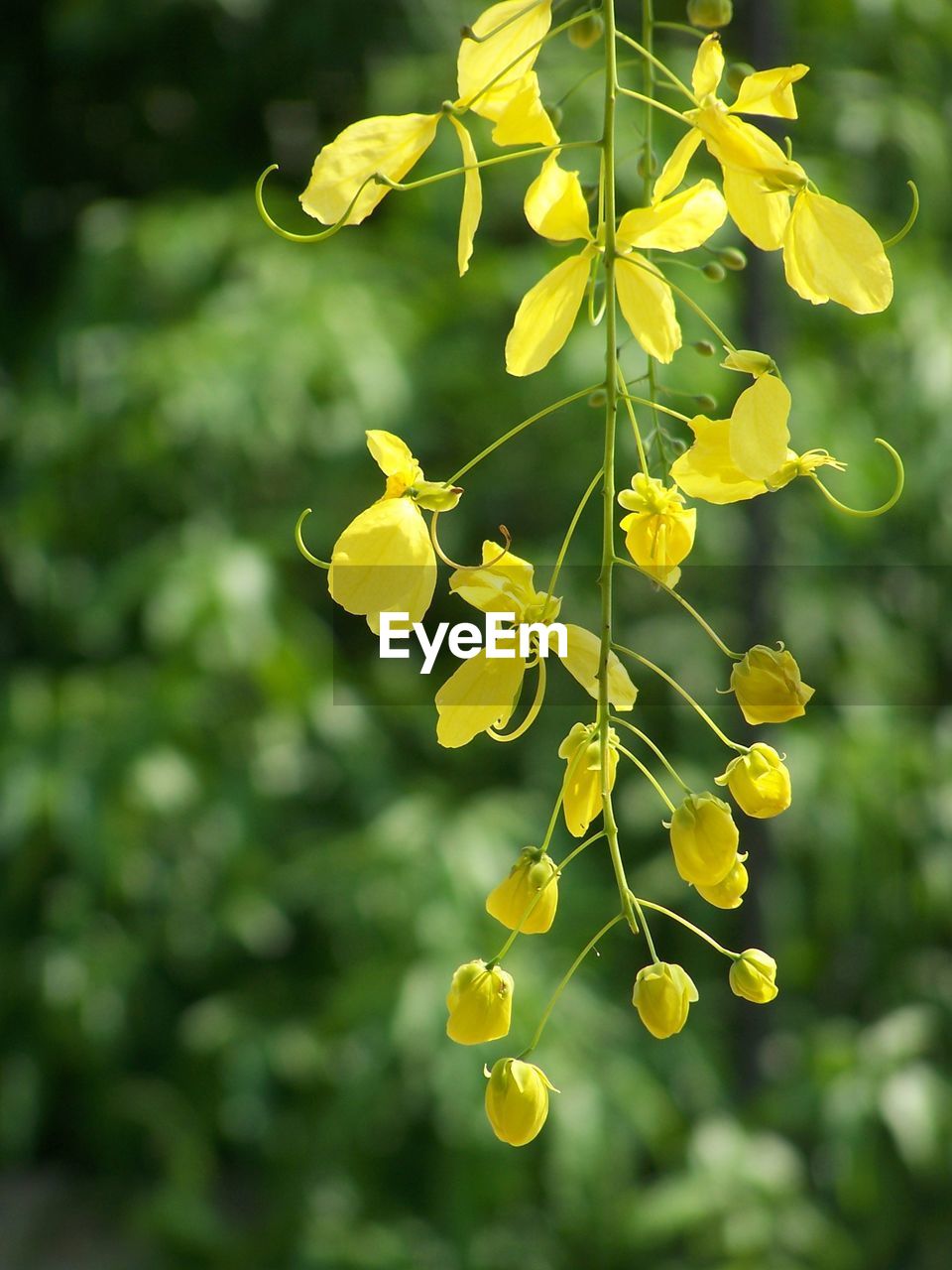 CLOSE-UP OF YELLOW FLOWERING PLANT AGAINST BLURRED BACKGROUND