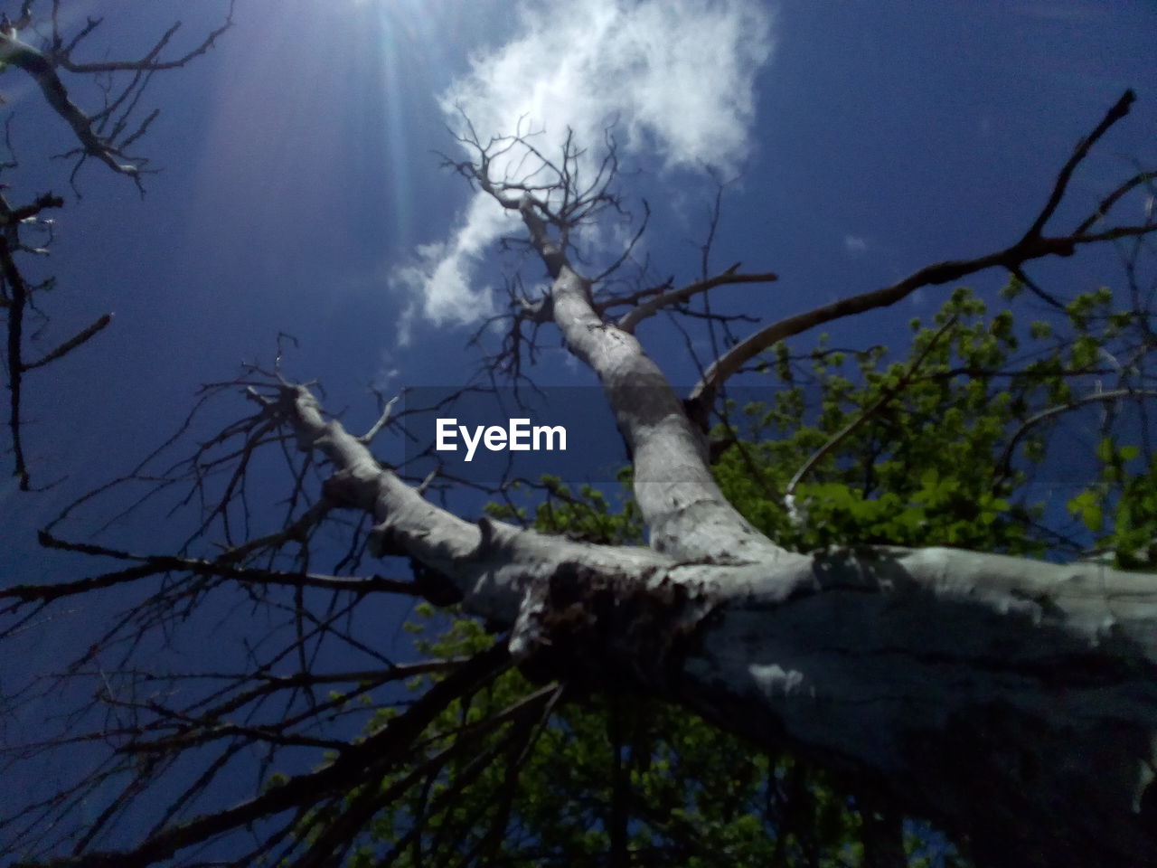 LOW ANGLE VIEW OF TREE AGAINST SKY