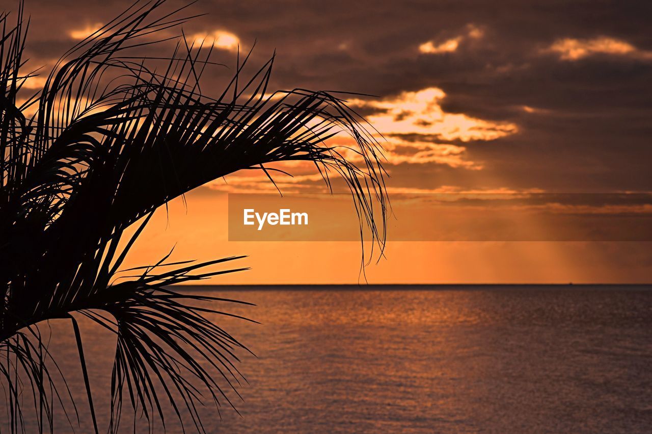 Silhouette palm tree by sea against sky during sunset