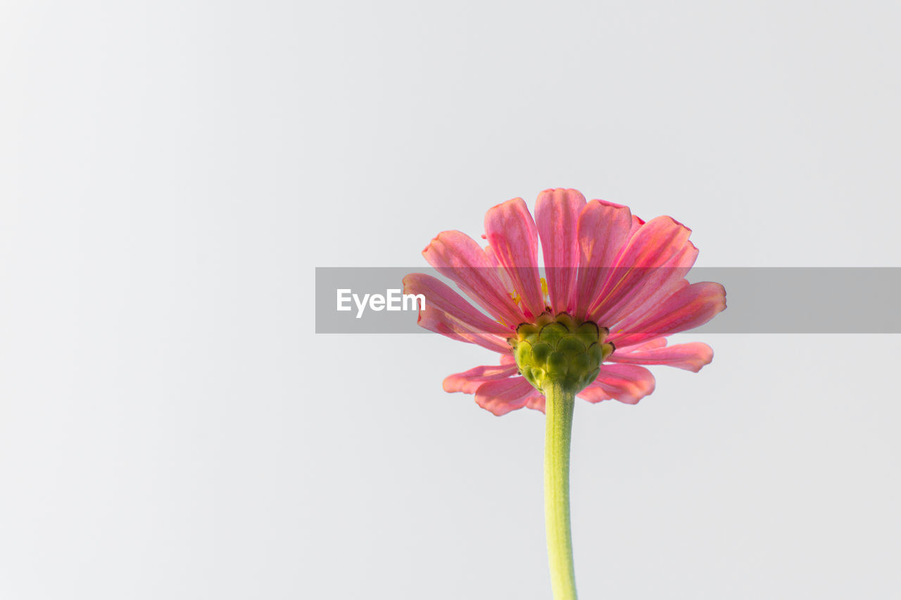 Close-up of pink flower against white background