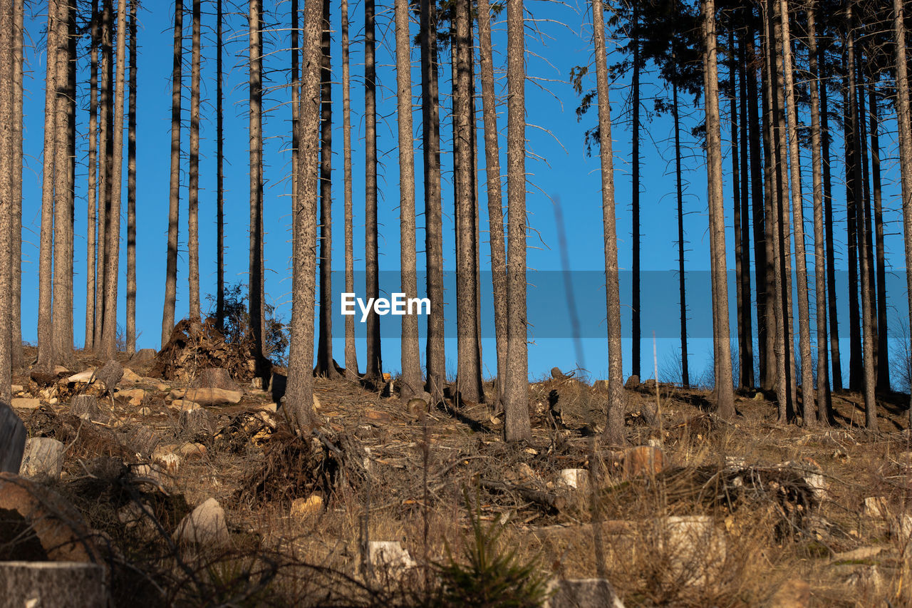 PANORAMIC VIEW OF FOREST AGAINST CLEAR SKY