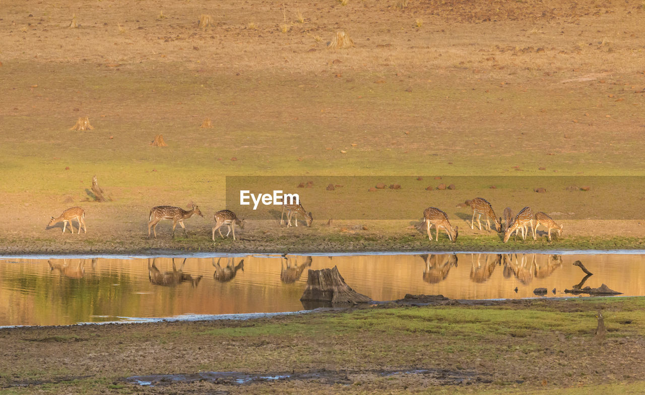 Deer grazing by pond