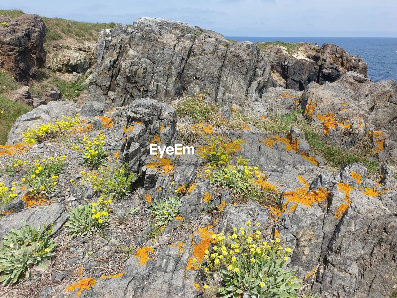 Plants growing on rock by sea against sky