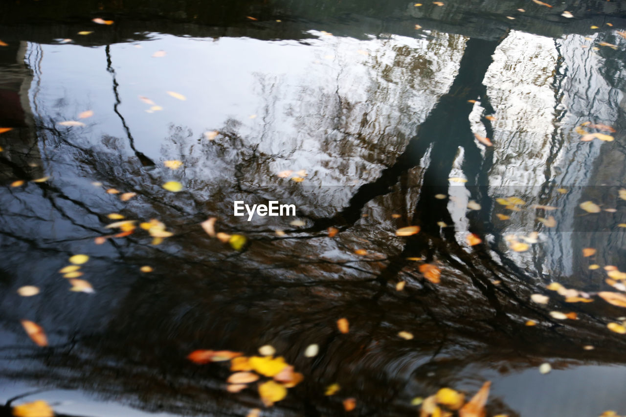 REFLECTION OF TREES IN WATER