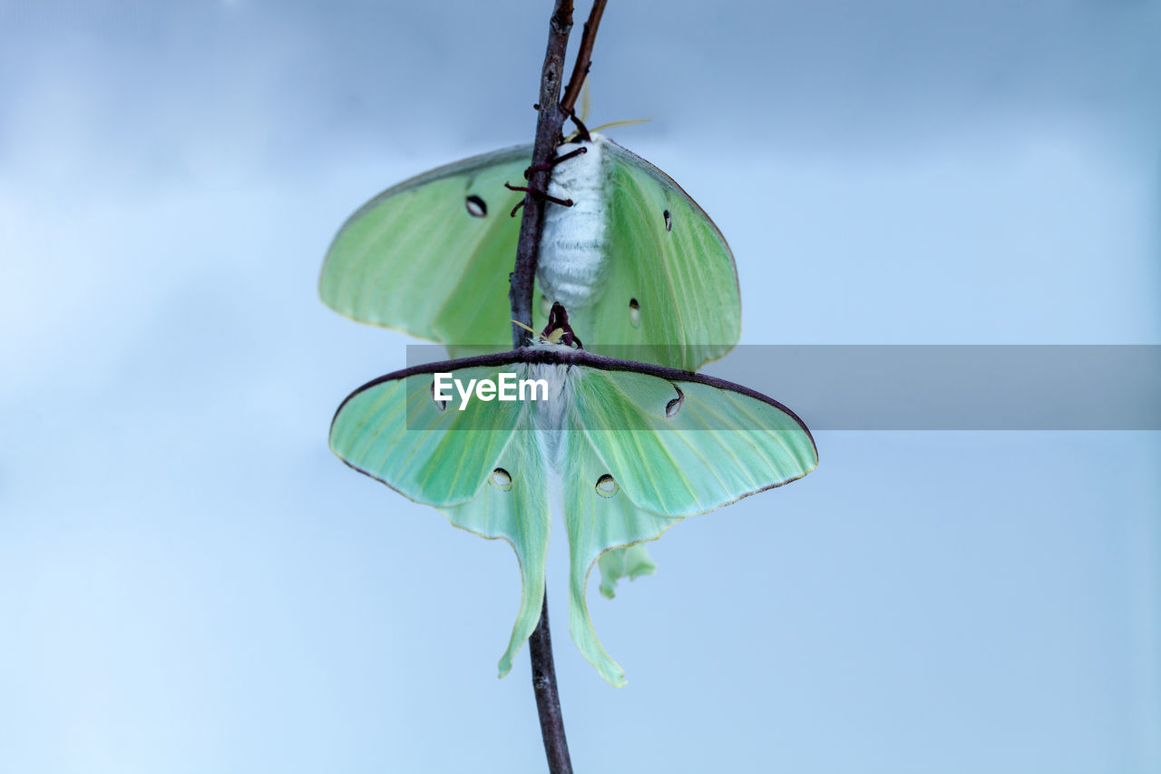 green, sky, nature, blue, insect, low angle view, no people, day, outdoors, leaf, wing, wind, plant part, animal, plant, environment, beauty in nature, clear sky, sunny, animal wing, copy space