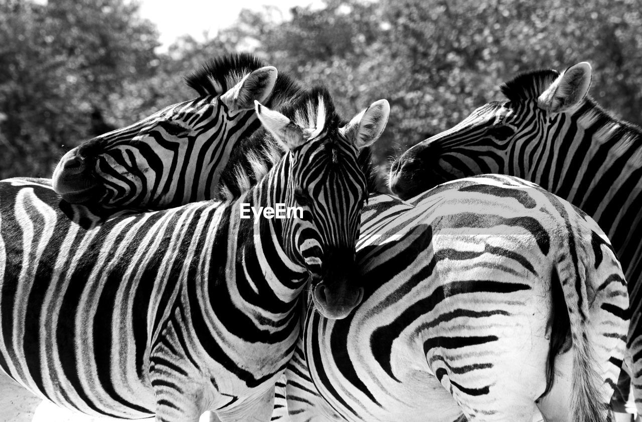 Zebras in forest