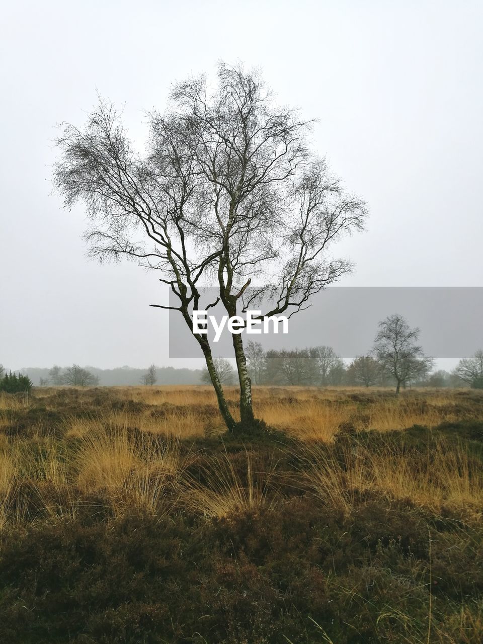 Tree on field against sky