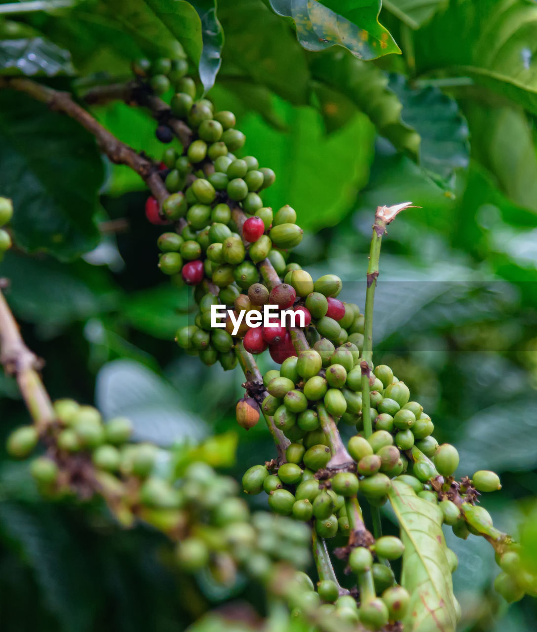 CLOSE-UP OF FRUIT GROWING ON TREE