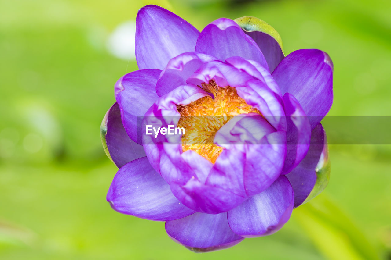 Close-up of purple flower