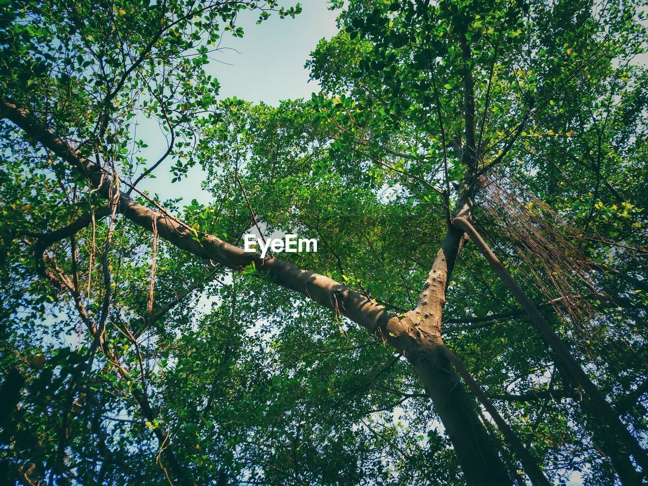 LOW ANGLE VIEW OF TREE AGAINST SKY