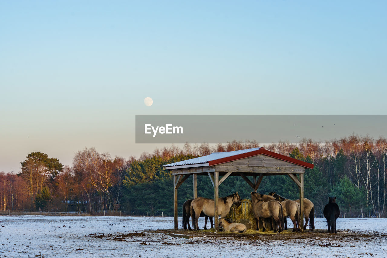 Horses on snow covered field against sky during sunset