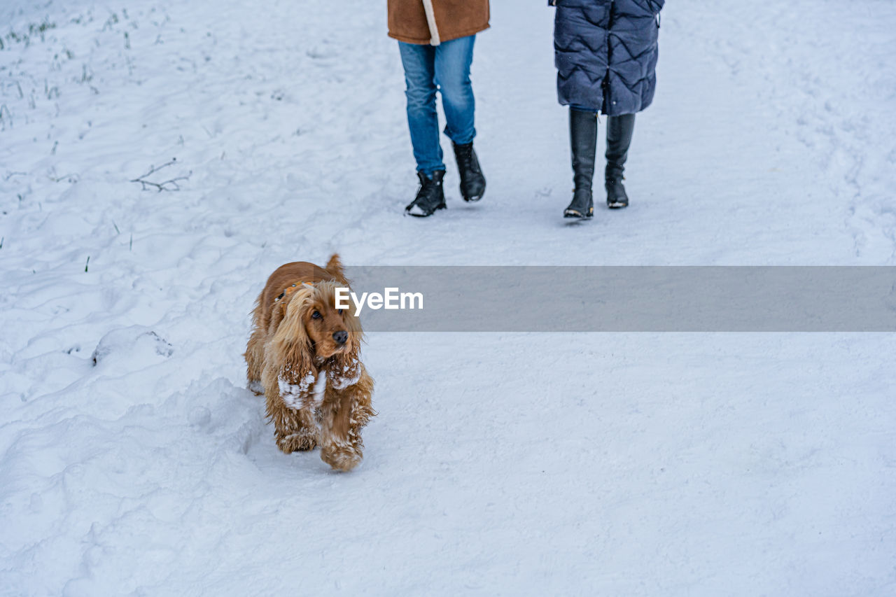 Unrecognizable couple walking red english cocker spaniel in winter.