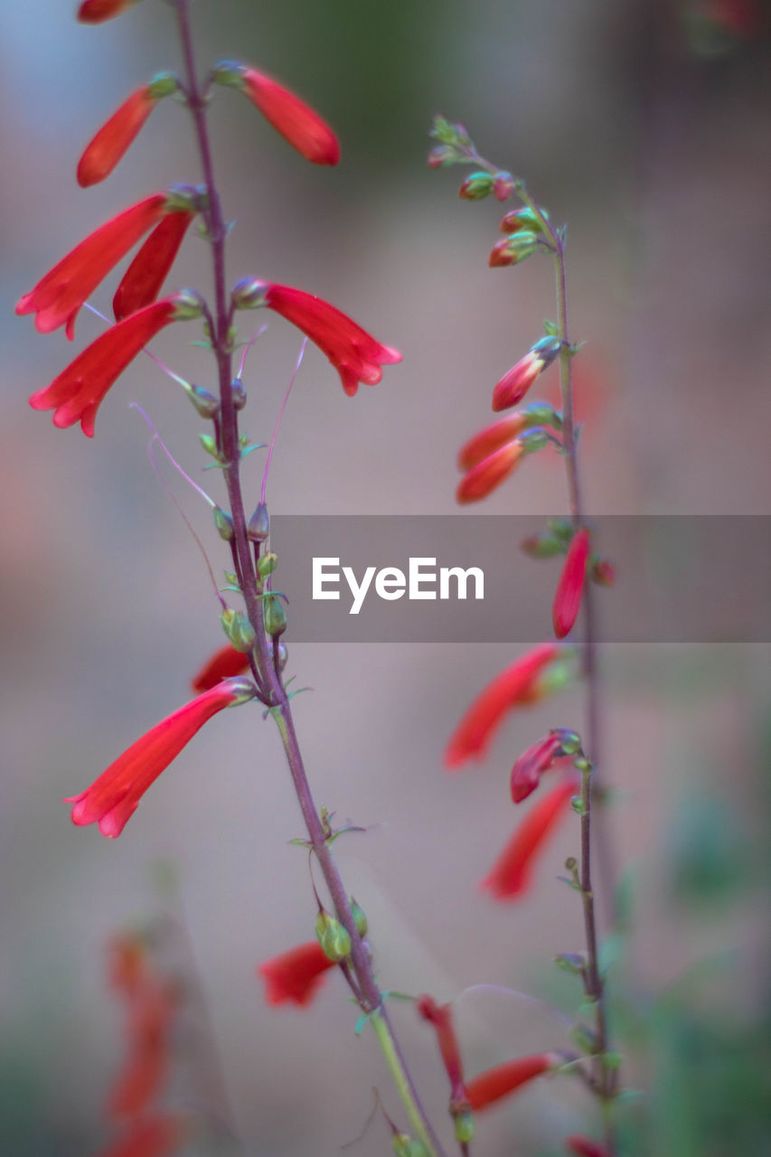 CLOSE-UP OF RED PLANT