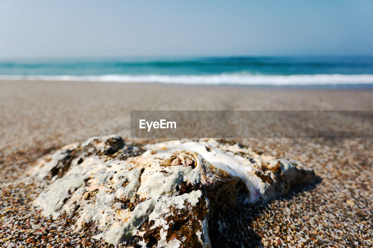 CLOSE-UP OF DRIFTWOOD ON BEACH AGAINST SKY