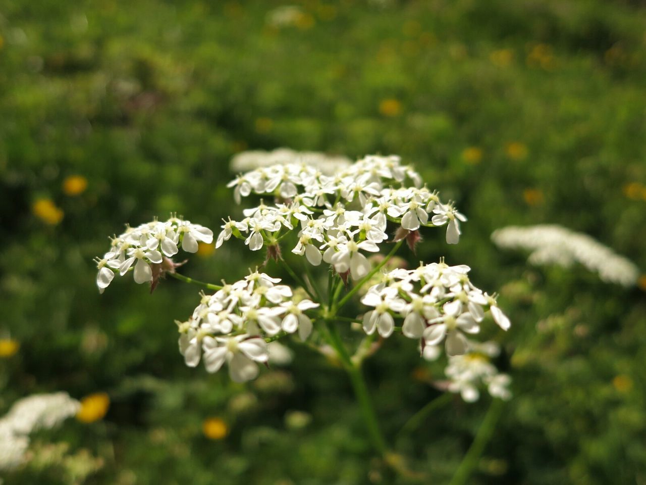 Close-up of white flowers against blurred background