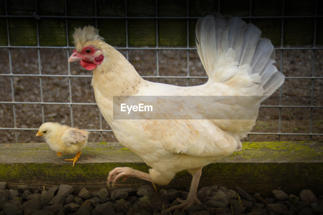 Close-up of chickens in cage