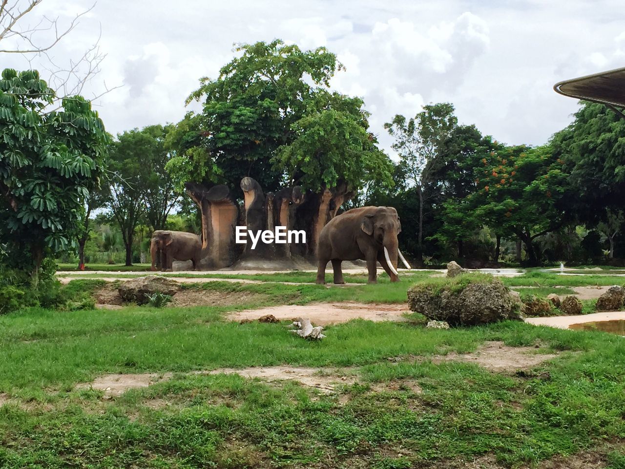 ELEPHANTS ON FIELD AGAINST TREES