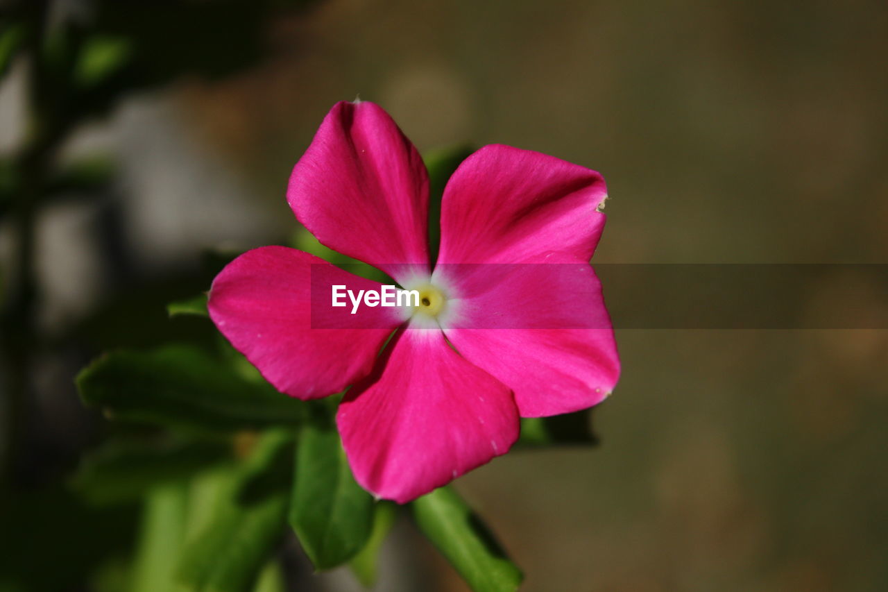 CLOSE-UP OF PINK FLOWER BLOOMING IN GARDEN