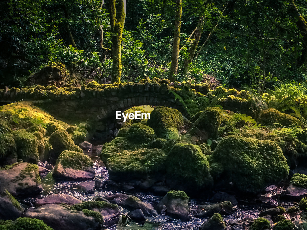 Trees and rocks in forest