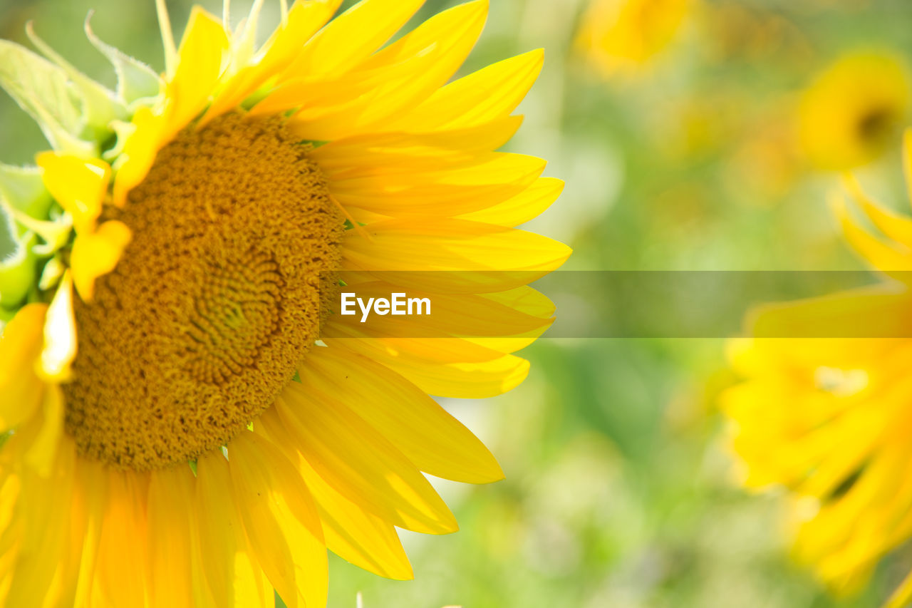 Close-up of yellow sunflower