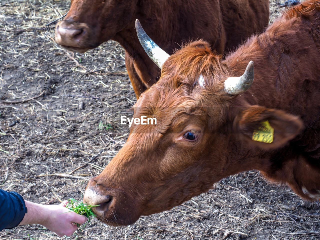 Cows in a field