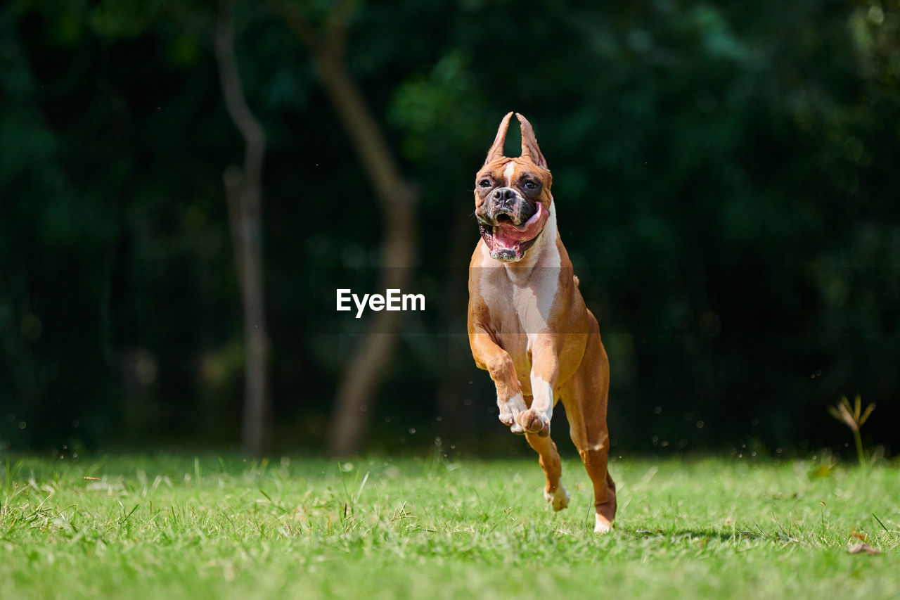 close-up of dog running on field