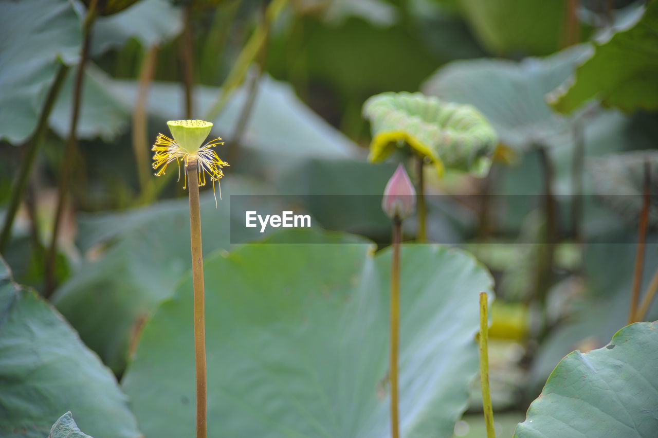 Close-up of flowering plant