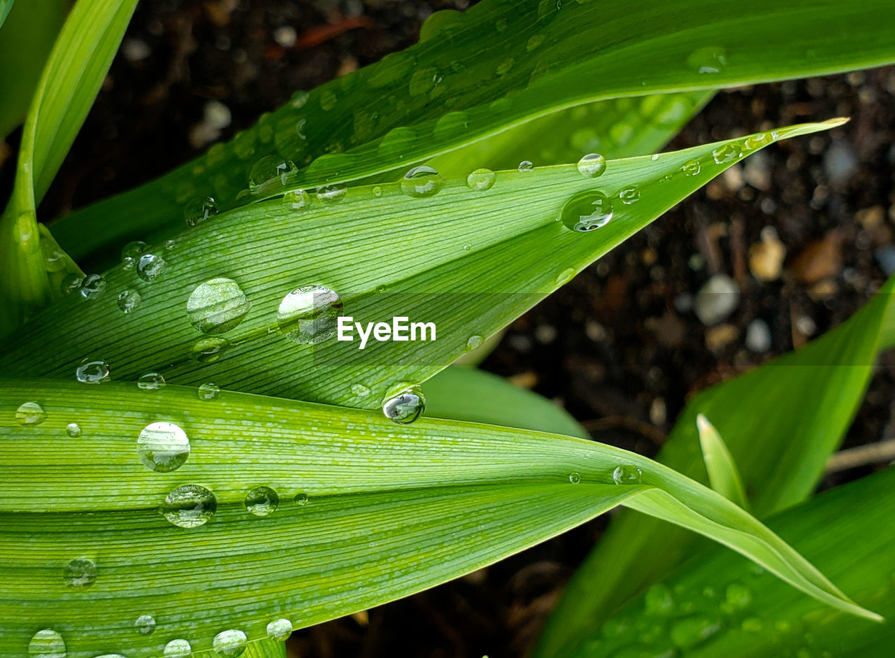 Close-up of raindrops on leaf