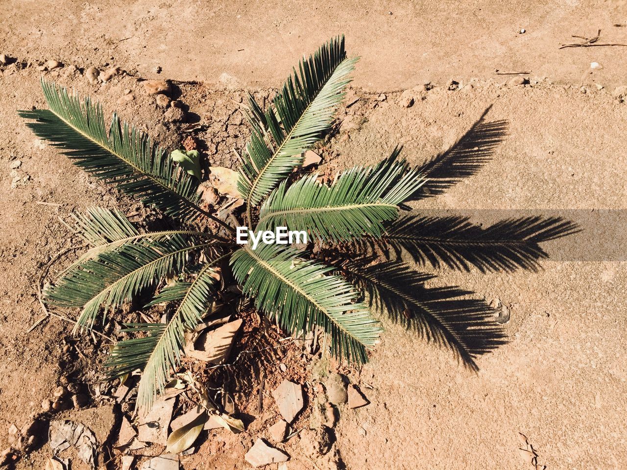 HIGH ANGLE VIEW OF PALM TREE ON SAND