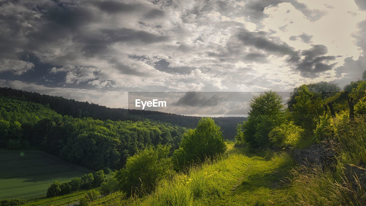 Scenic view of forest against sky