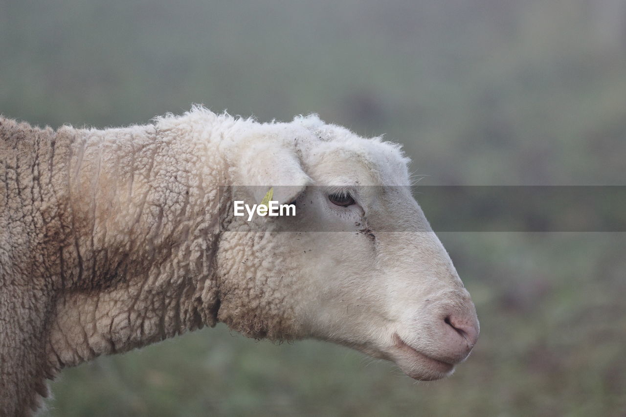 Close-up of sheep in the pasture