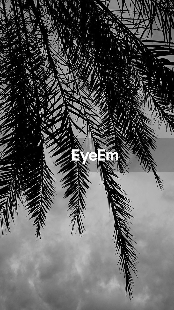 LOW ANGLE VIEW OF TREES AGAINST SKY