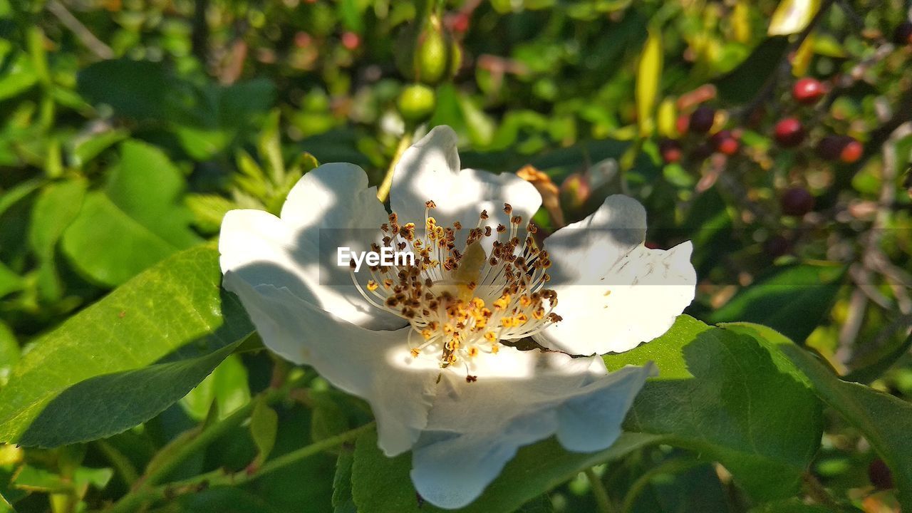 Close-up of white flowering plant