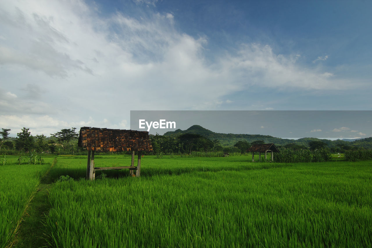 Scenic view of agricultural field against sky