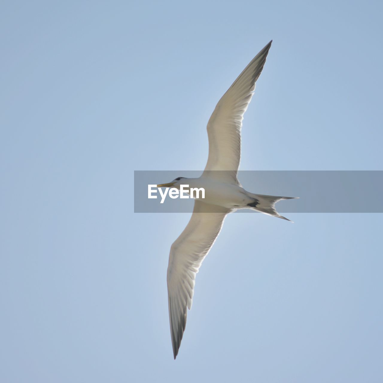 Low angle view of seagull flying against clear sky