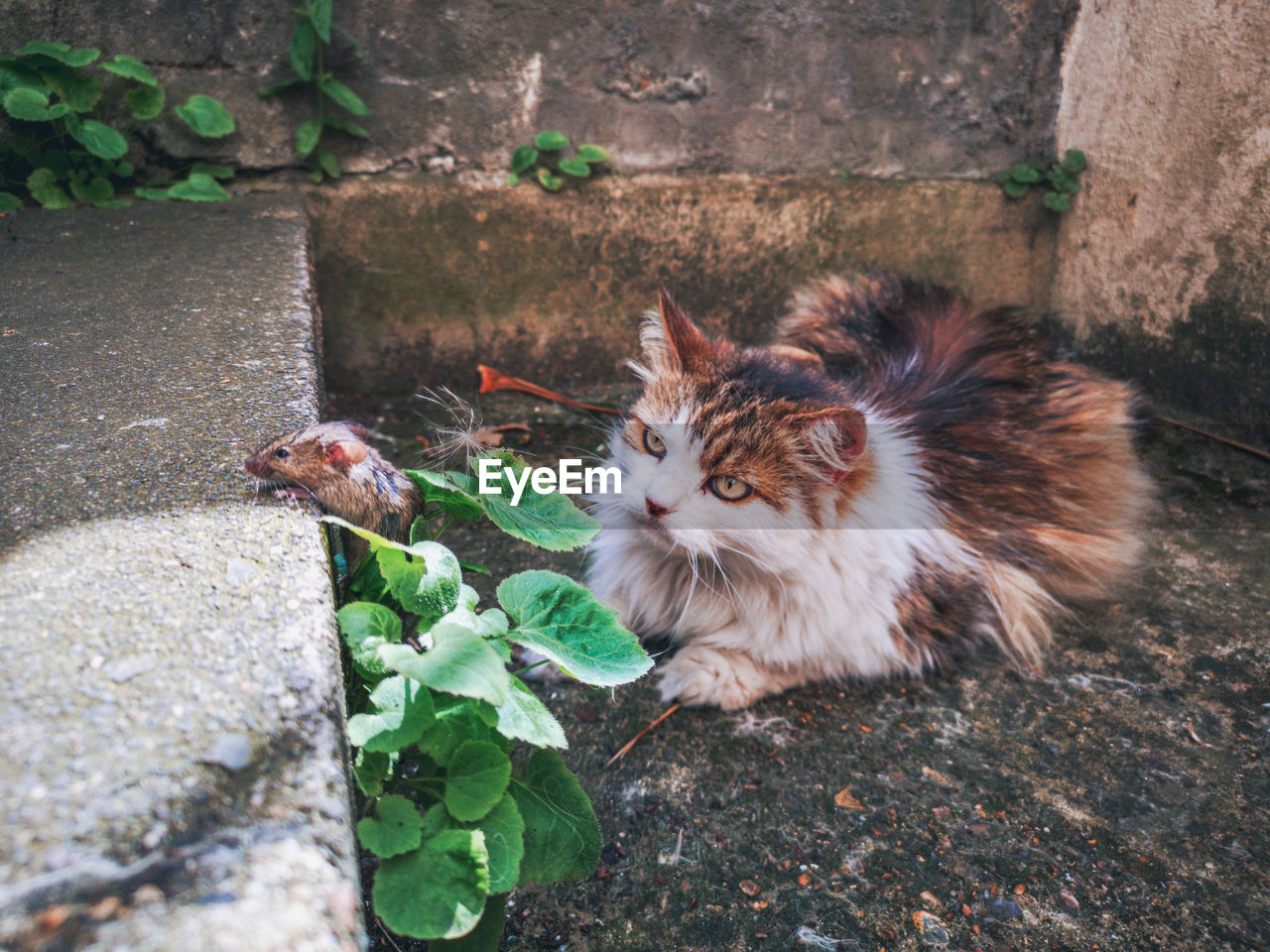 HIGH ANGLE VIEW OF CAT