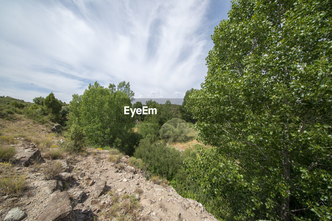 SCENIC VIEW OF TREES AND ROCKS AGAINST SKY