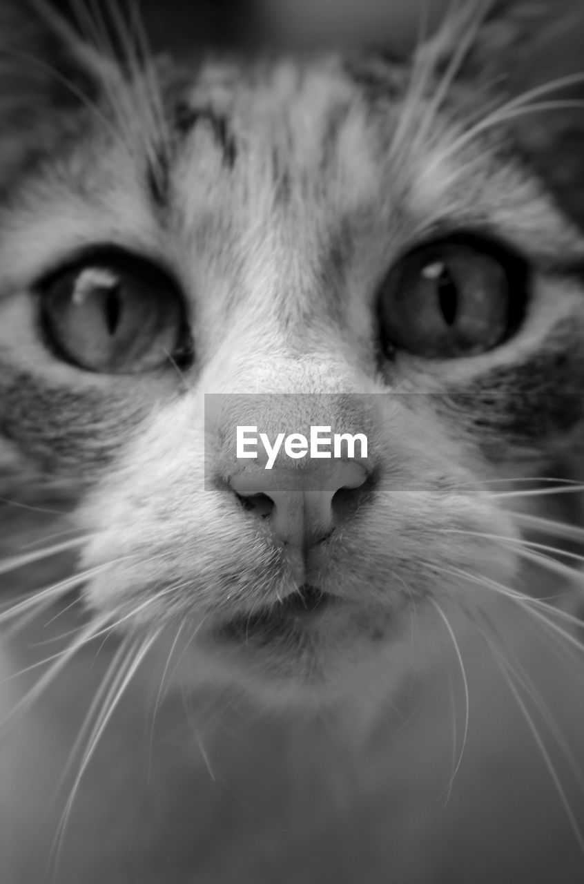 CLOSE-UP OF CAT