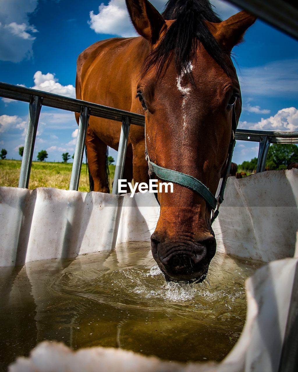CLOSE-UP OF HORSE DRINKING WATER IN BACKGROUND