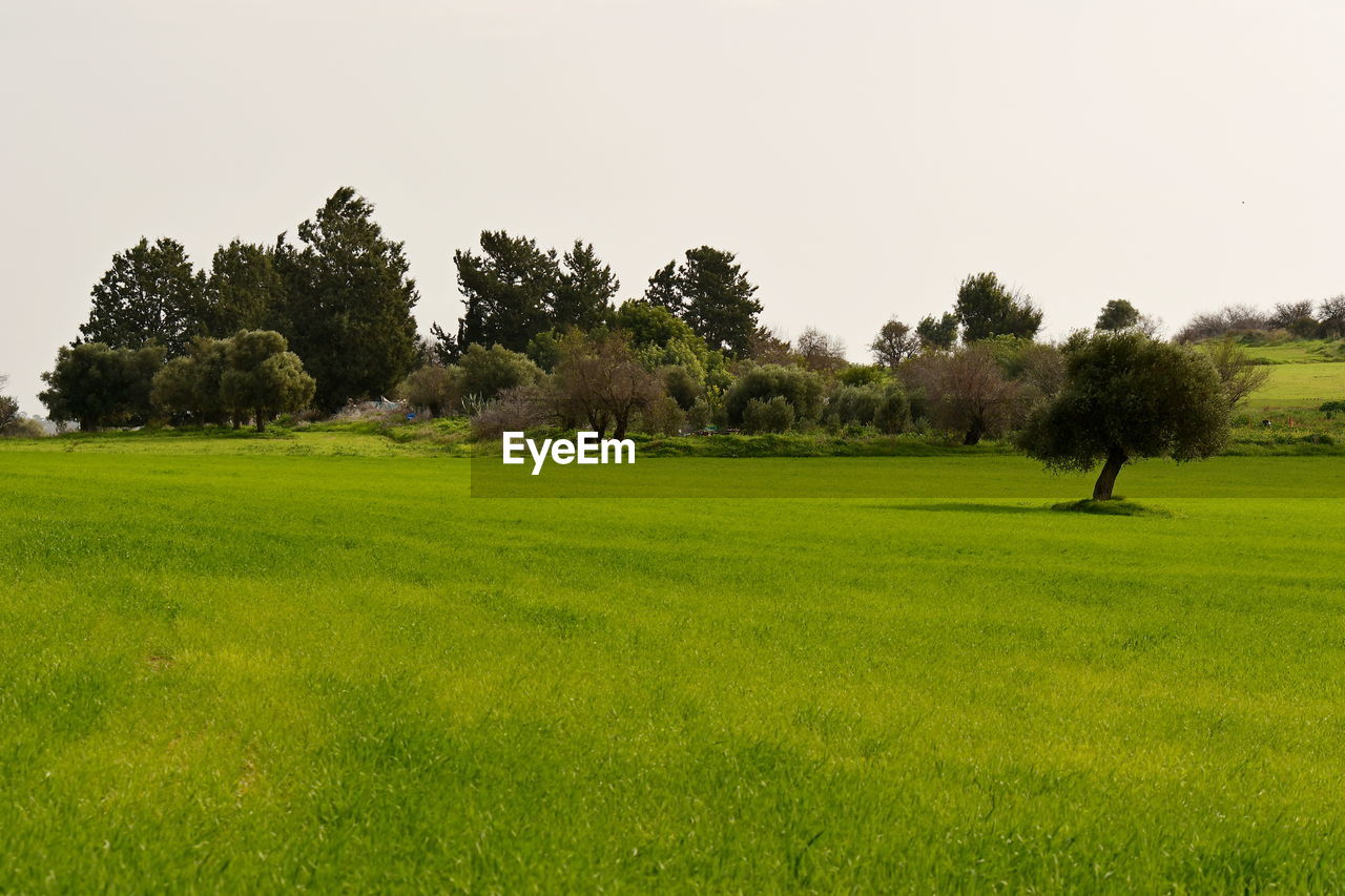 SCENIC VIEW OF TREES ON FIELD AGAINST CLEAR SKY