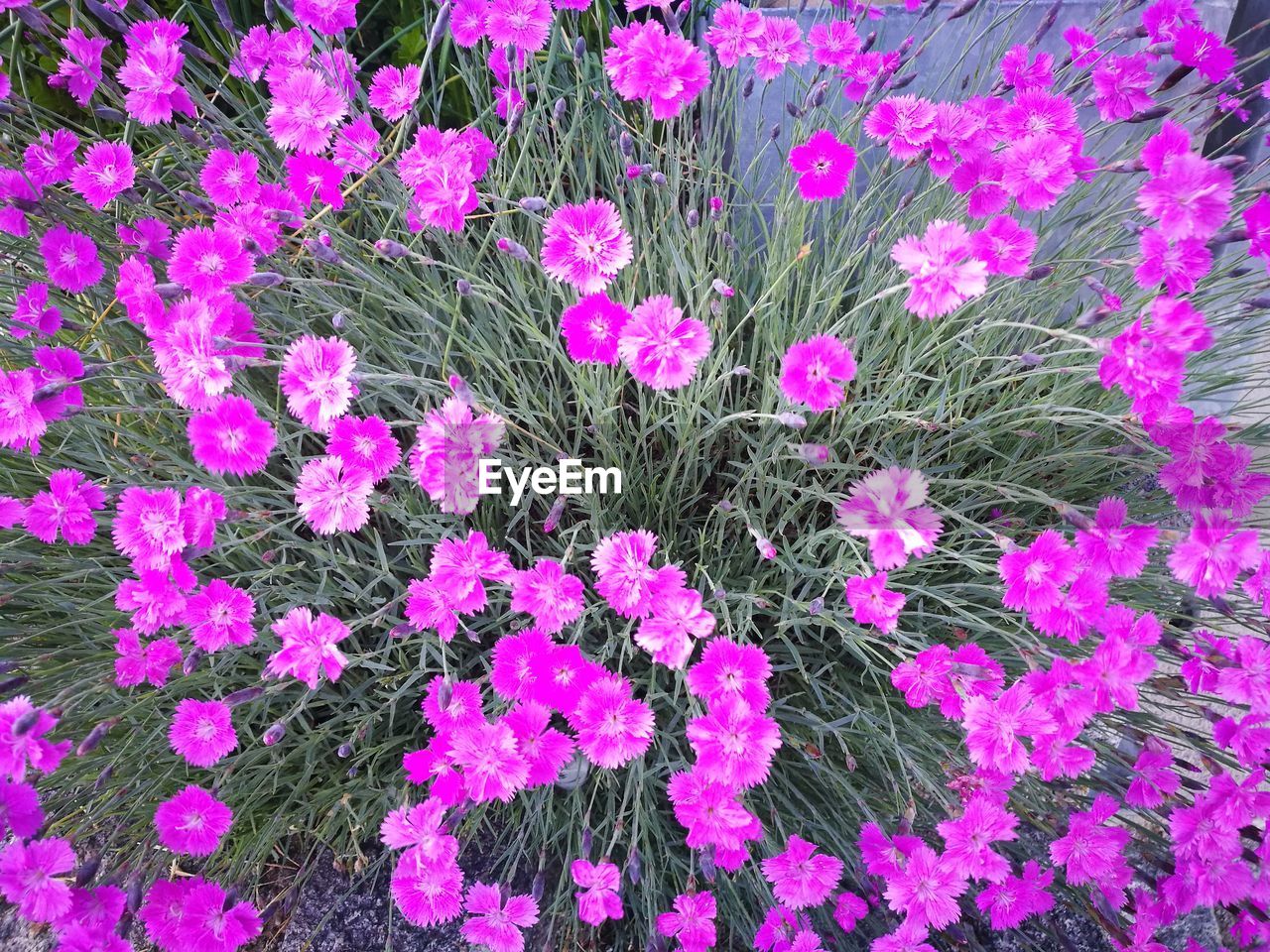 HIGH ANGLE VIEW OF PINK FLOWERS BLOOMING IN PLANT