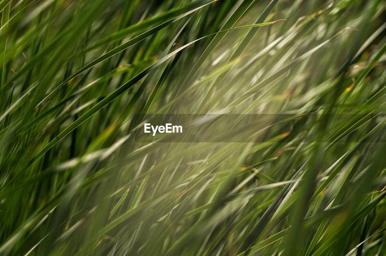 FULL FRAME SHOT OF GRASS