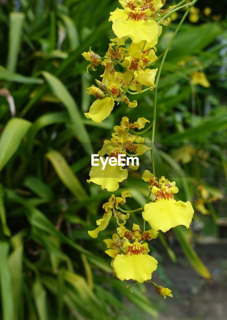 CLOSE-UP OF YELLOW PLANT