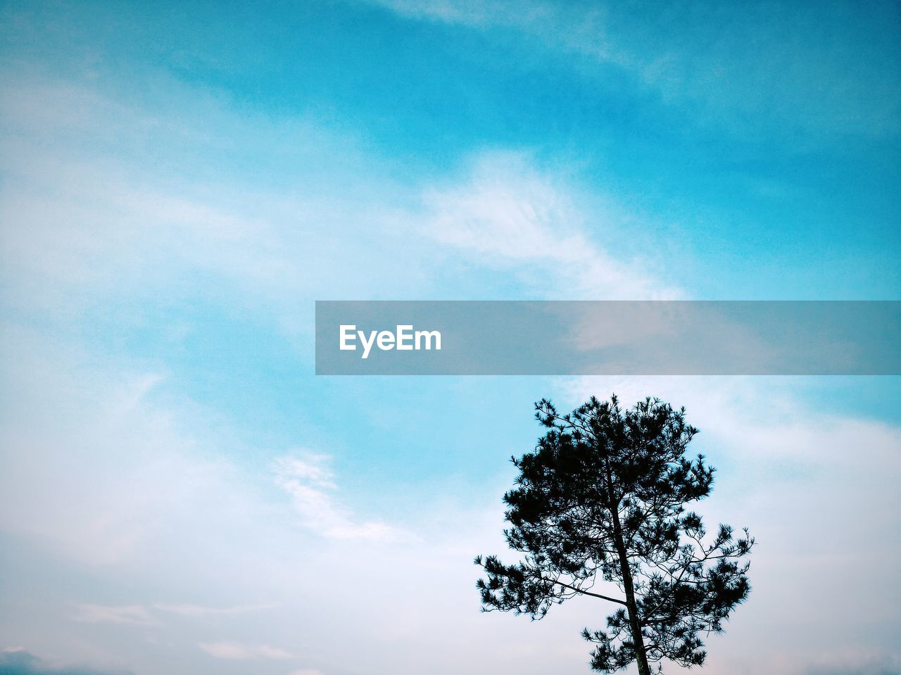 LOW ANGLE VIEW OF SILHOUETTE TREE AGAINST SKY