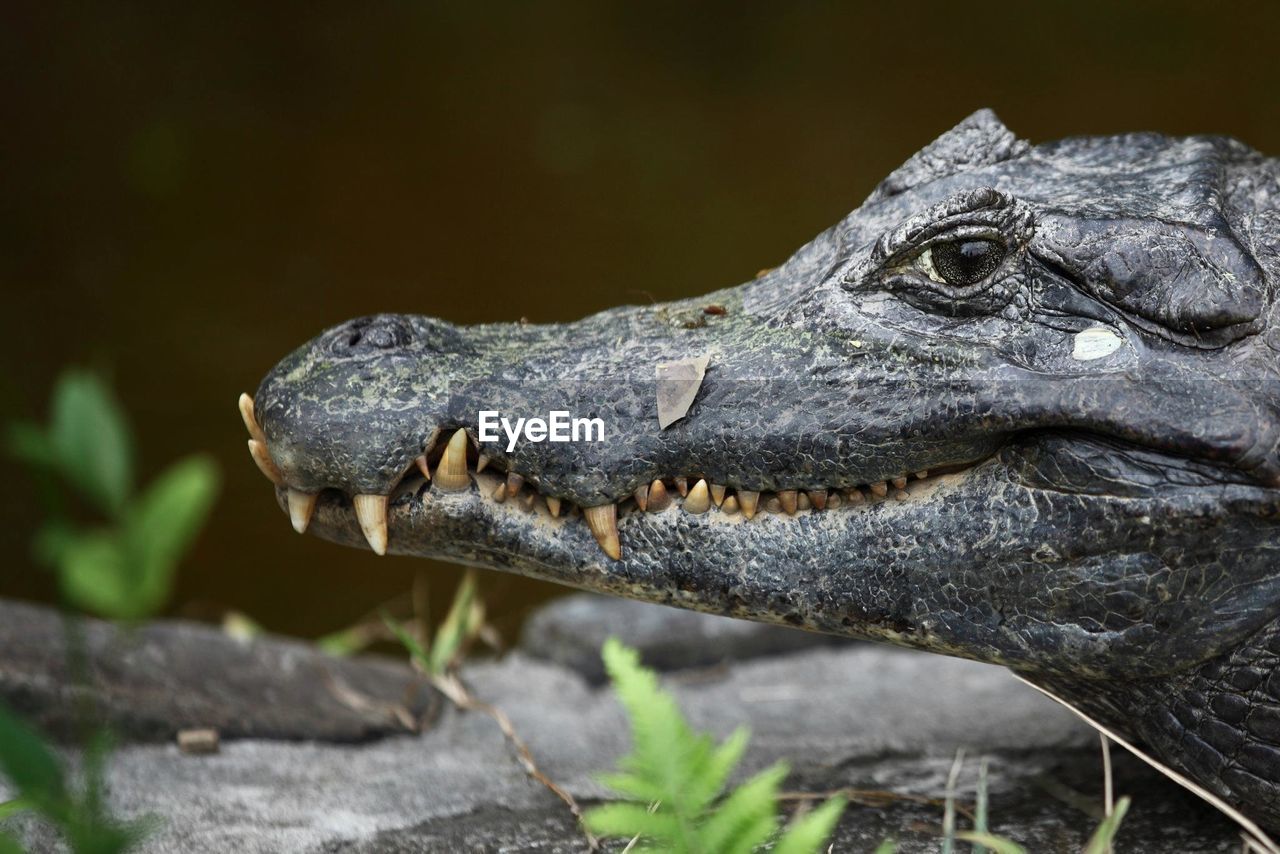 Close-up of crocodile