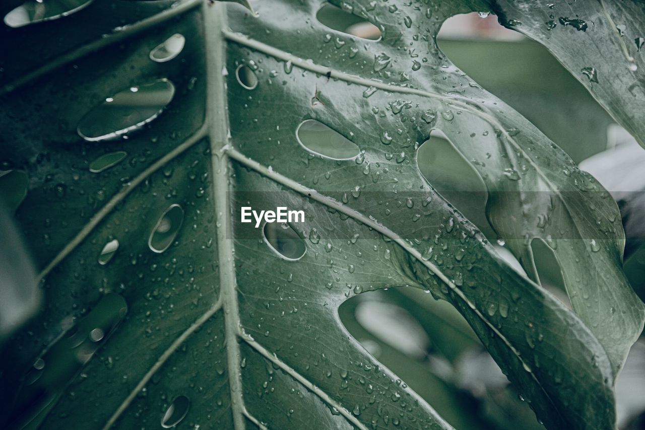 Close-up of raindrops on leaves