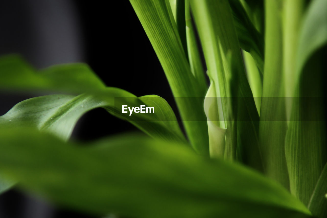 green, grass, leaf, plant part, plant, flower, growth, macro photography, close-up, freshness, nature, no people, beauty in nature, plant stem, food, food and drink, vegetable, selective focus, outdoors, environment, agriculture, tropical climate