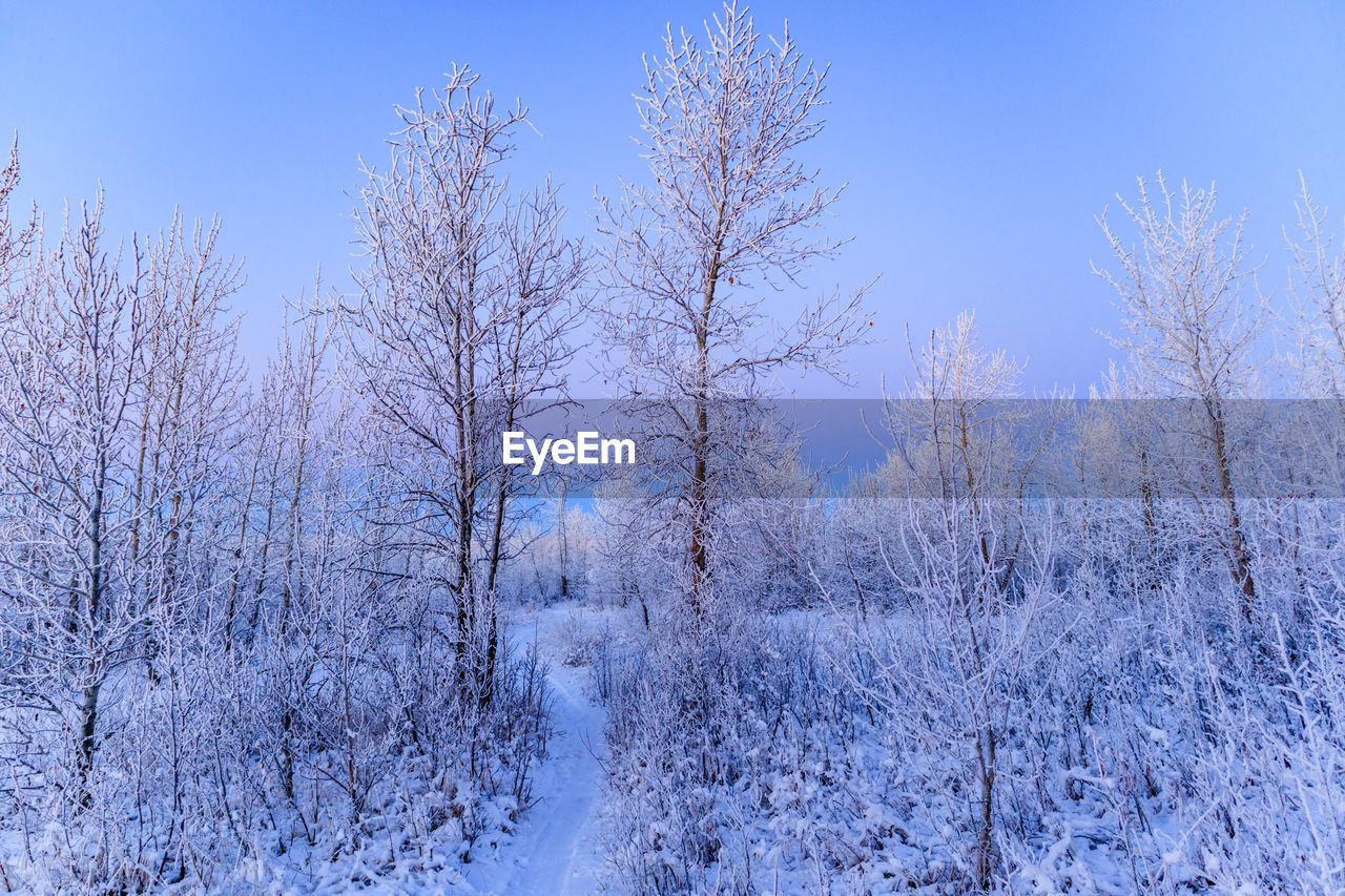 Snow covered trees in a wintry forest