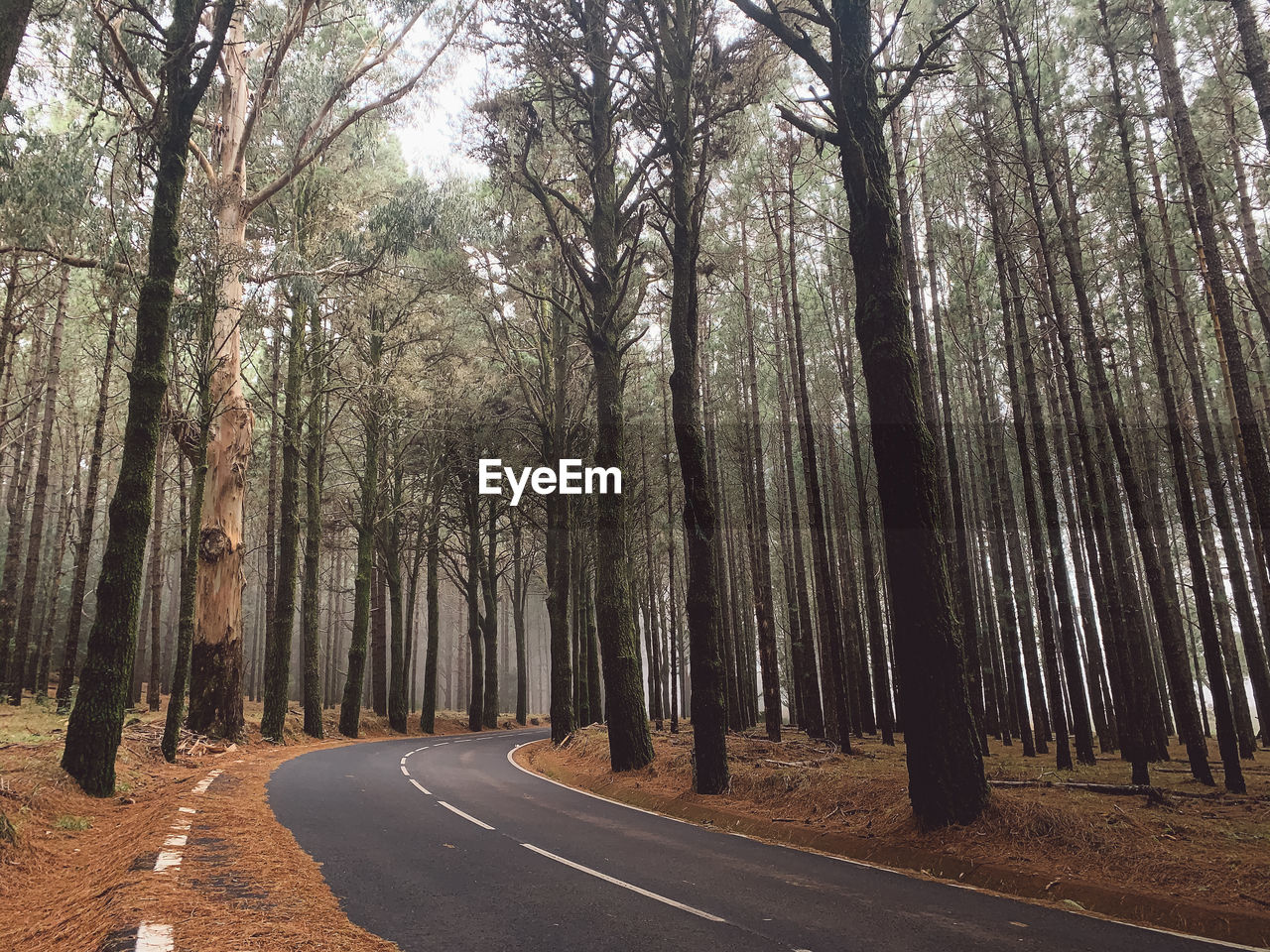 Empty road amidst trees in forest